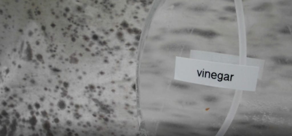 Removing Mildew From My Tent - Vinegar