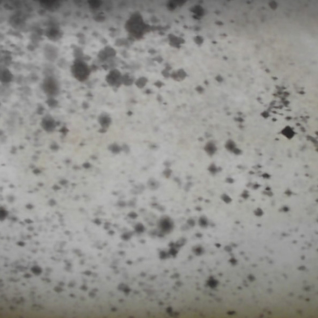 removing mildew from my tent