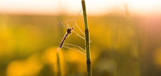Mosquito Mesh Issues